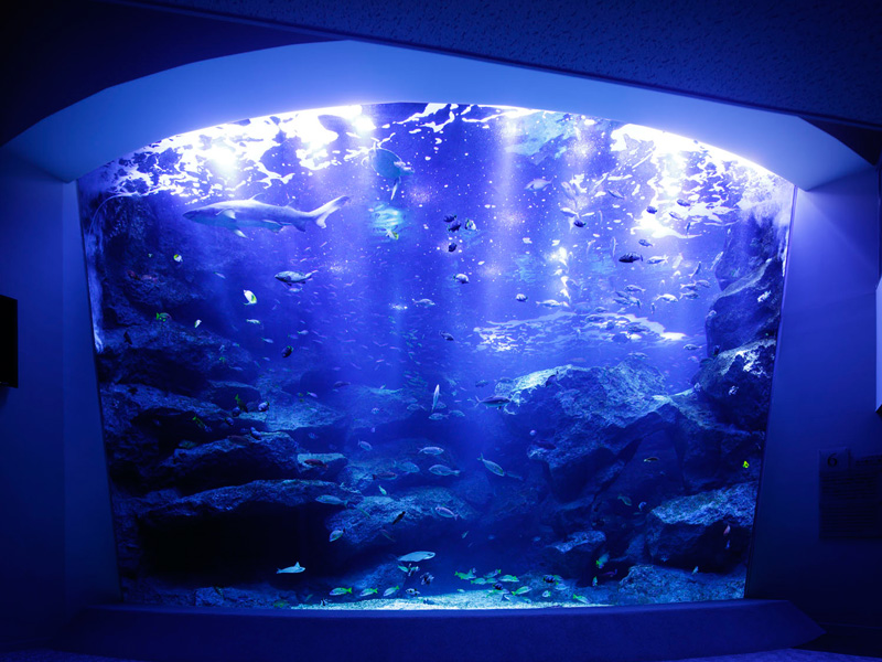 すみだ水族館
