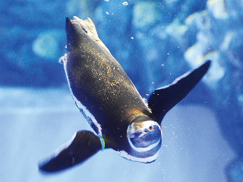 すみだ水族館