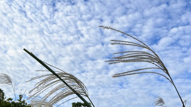 NITOH株式会社　種ケ島出張