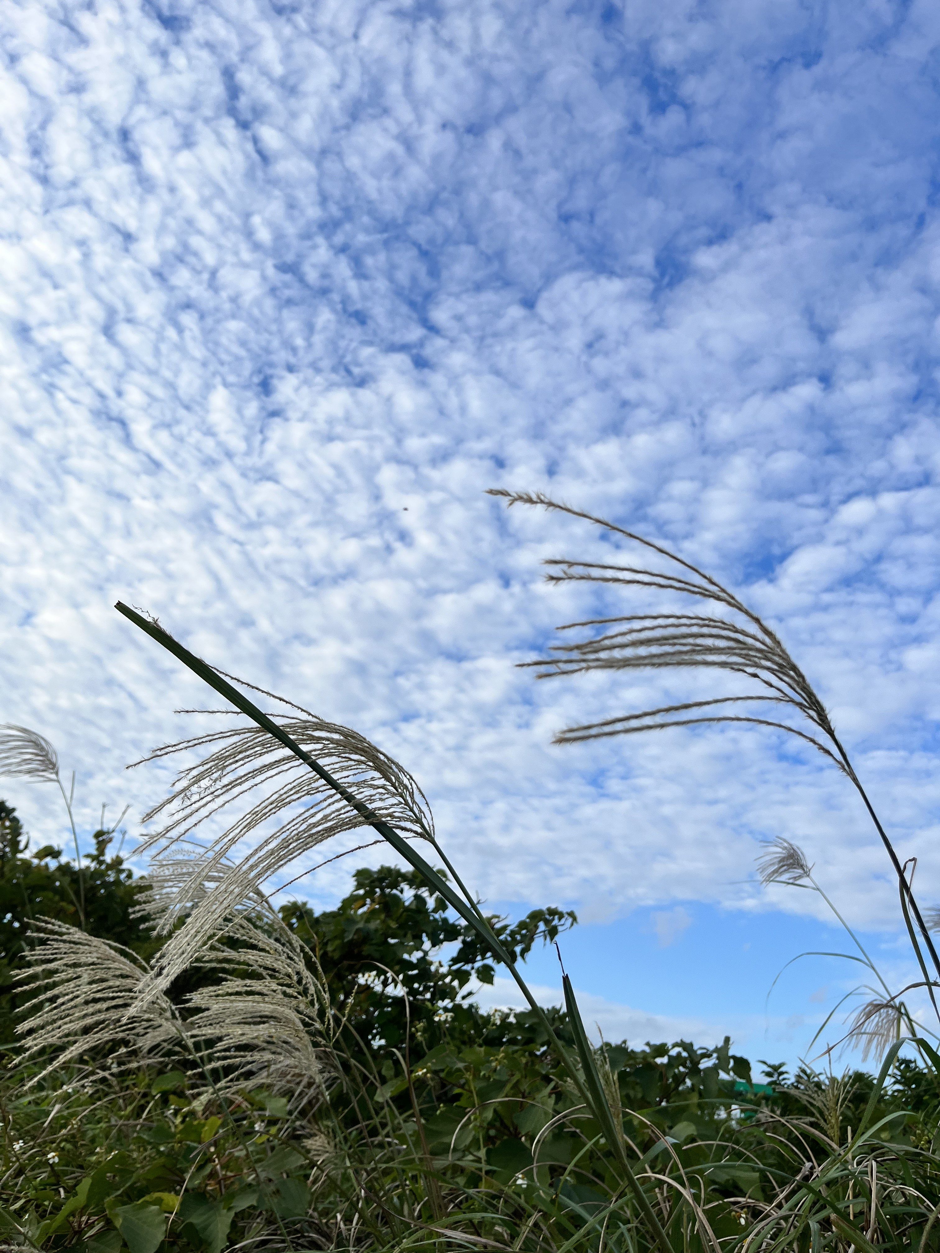NITOH株式会社 種ケ島出張